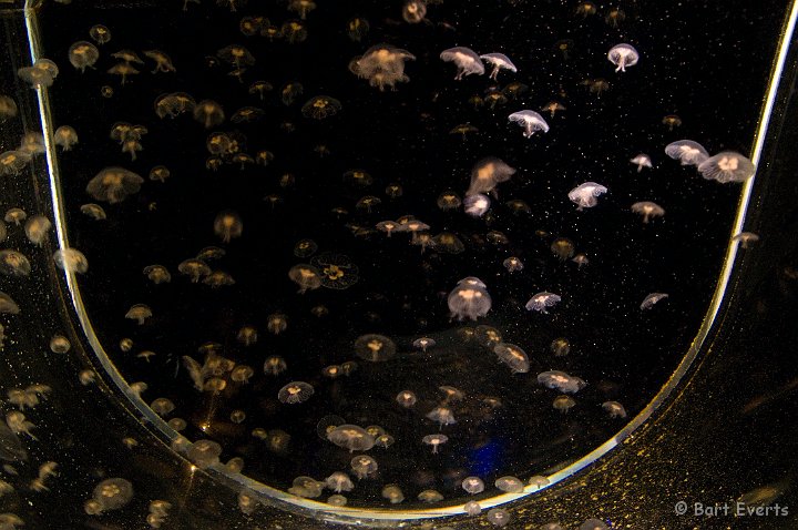 DSC_6922.jpg - The Vancouver Aquarium: baby Jellyfish